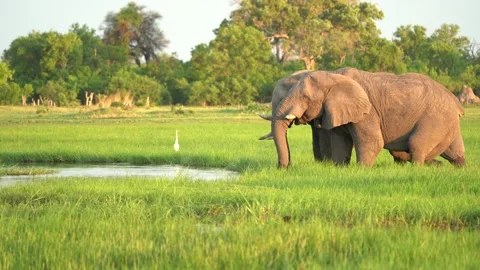 Elephant drinking from river. Elephant herd in the Khwai river, Moremi, Botswana Stock-Footage 165029225