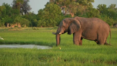 Elephant drinking from river. Elephant herd in the Khwai river, Moremi, Botswana Stock Footage 165029235