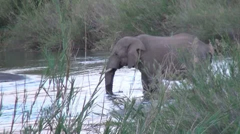Elephant Drinking at river Stock Footage 10981166