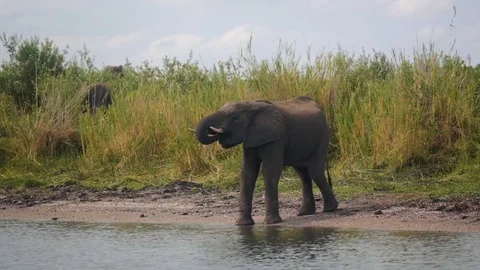 Elephant drinking from a river Stock Footage 74421787
