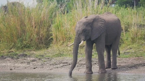 Elephant drinking from a river Stock Footage 74421955