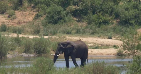 Elephant drinking in a river Stock Footage 90536978