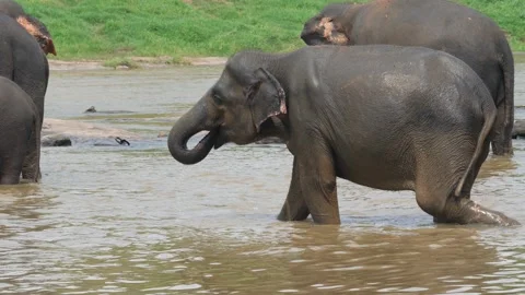 Elephant drinking in river Stock Footage 308461894