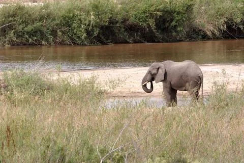 Elephant Drinking at Riverbank Stock Photos