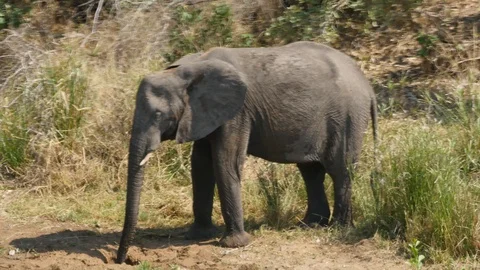 Elephant drinking from self dug hole in dry riverbed, 4K, P1270065 Video stock 128815080