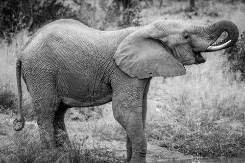 Elephant drinking at a water dam. Stock Photos