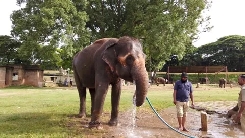 An Elephant is drinking water during Dussehra  season in Mysore, India. Stock Footage 161930146