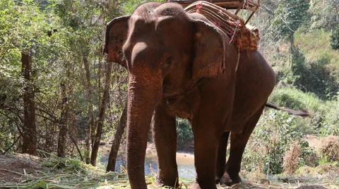 Elephant drinking water Stock Footage 46222629