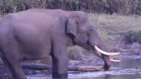 Elephant drinking water Stock Footage 145153734