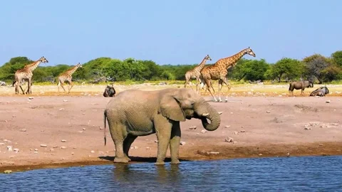 Elephant Drinking Water Video stock 323141479
