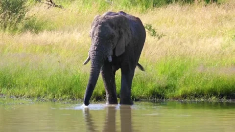 Elephant drinking water in forest Video stock 270817141