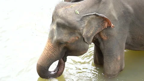 Elephant Drinking Water with Its Trunk Stock Footage 310670442