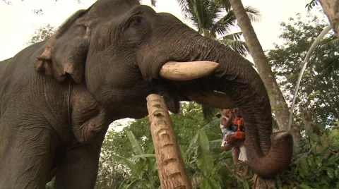 Elephant drinking water, low angle shot, Thailand Stock Footage 50373867