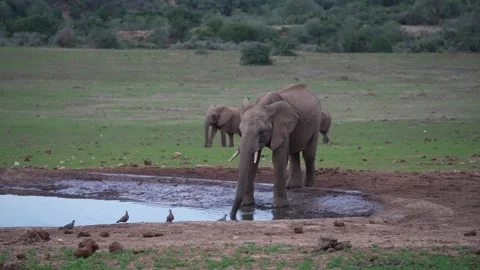 Elephant Drinking Water MPEG iframe 25ps Stock Footage 234973178