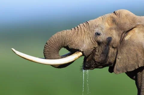 Elephant drinking water Stock Photos