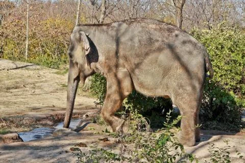 Elephant drinking water Фото