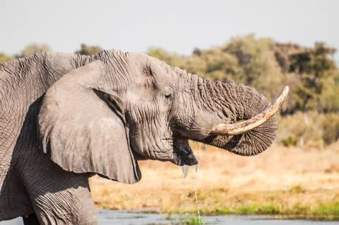 Elephant Drinking Water Stock Photos