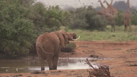 Elephant drinking at water place  Stock Footage 33529042