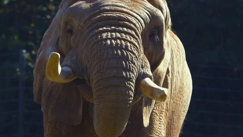 Elephant drinking water from pond on field at zoo Stock Footage 103790983