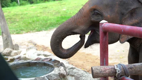 Elephant drinking water from a pond in a sanctuary using its trunk Stock Footage 234865674