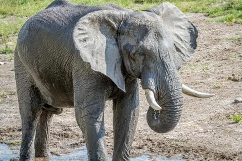 Elephant drinking from a water puddle. Stock Photos