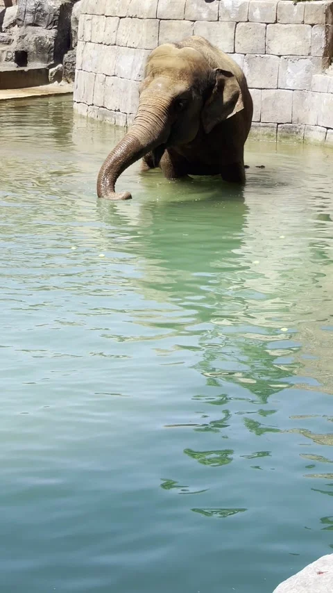 Elephant drinking water using trunk wildlife natural behavior Stock-Footage 332880252