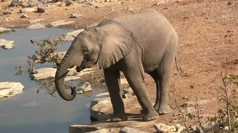 Elephant drinking at waterhole (2) Stock Footage 12165711