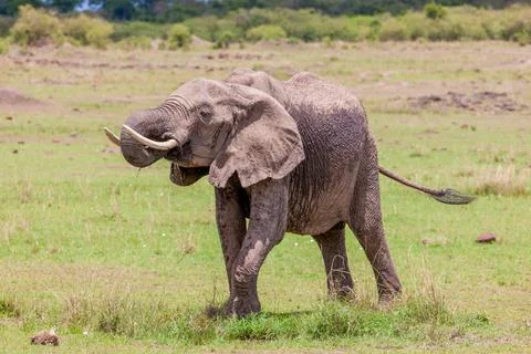 Elephant drinking at waterhole Elephant drinking at waterhole Copyright: x... Stock Photos
