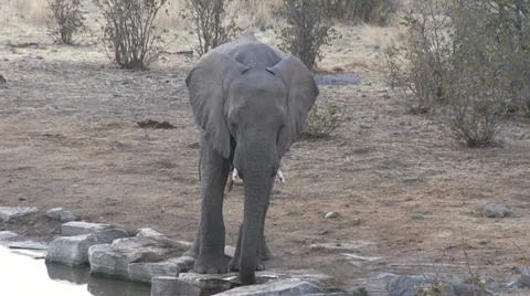 Elephant drinking at waterhole Stock Footage 12127985