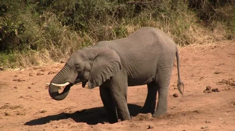 Elephant drinks on dry riverbed Stock Footage 8621957