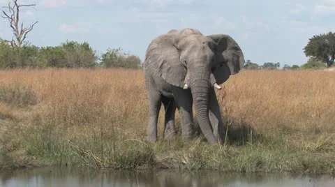 Elephant Drinks-Splashes-Walks Video stock 22385522
