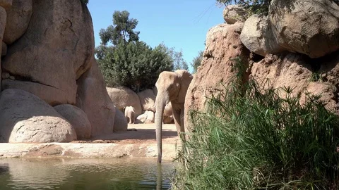 Elephant drinks water Stock Footage 81792766