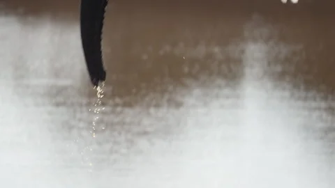 An elephant drinks water with its trunk Stock Footage 289797480