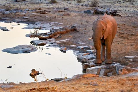 Elephant drinks at waterhole during sunset in Etosha National Park Stock Photos