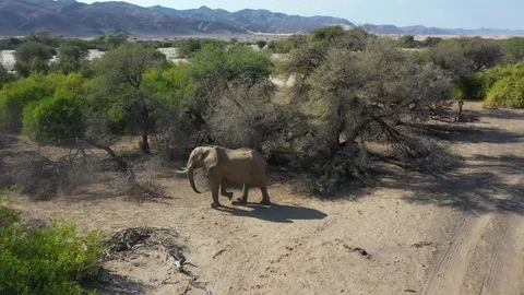 Elephant Drone Flyover Africa Safari Stock Footage
