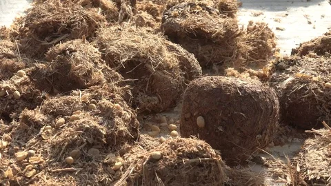 Elephant Dung Coffee Stock Footage 95117406