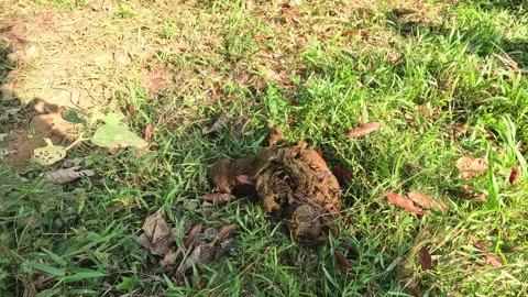 Elephant Dung Decomposition Process Vídeo Stock 295469758