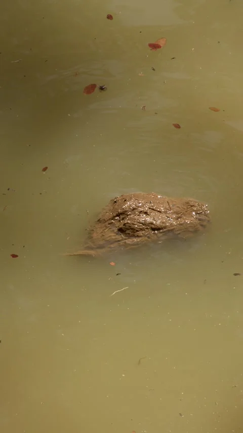 Elephant Dung Floating in Turbid Brown Water in Phuket Thailand Vidéo 329213170