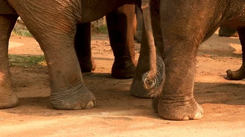 Elephant dung Vídeos de archivo 118699260