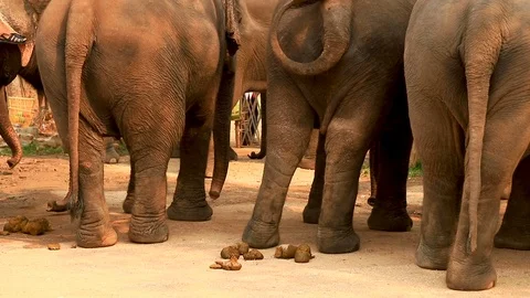 Elephant dung Vídeos de archivo 118699417