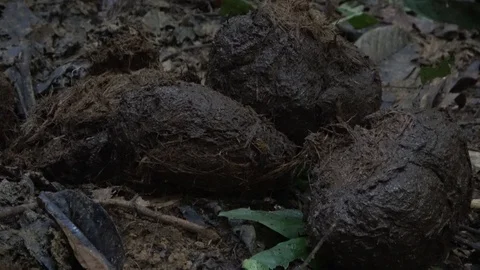 Elephant dung, Malaysia Stock Footage 130161771