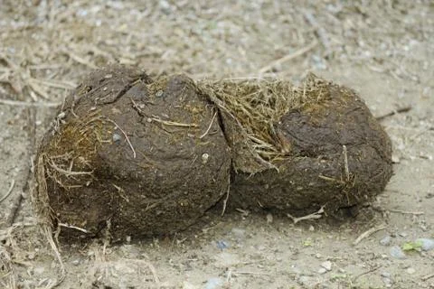 Elephant dung Stock Photos