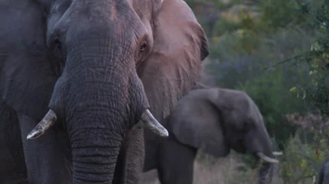 Elephant on dusk Видео 37867371