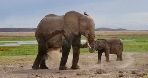 Elephant Dust Bath Stock Footage 60384644