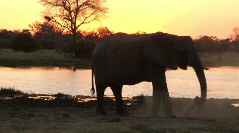 Elephant dust bathing at sunset Stock Footage 46373405