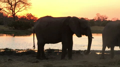 Elephant dust bathing at sunset Stock Footage 46373406