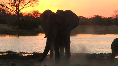 Elephant dust bathing at sunset Stock Footage 46373408