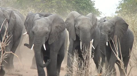 ELEPHANT DUST Video stock 15812175