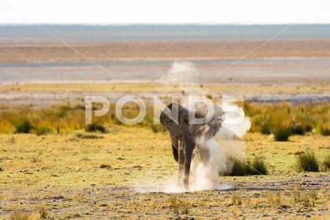 Elephant Dustbath Stock Photos