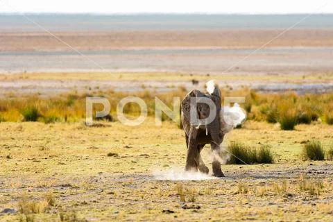 Elephant Dustbath Stock Photos